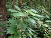 croton_acutifolius.jpg (287649 bytes)