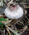 toxic_mushroom.jpg (197562 bytes)