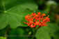 IMG_1016 (jatropha-2)_resize.jpg (19090 bytes)