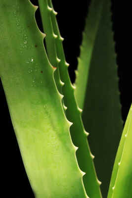 02B-aloe_resize.jpg (46765 bytes)