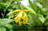 Cananga odorata fruticose_resize.jpg (19074 bytes)