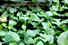 Houttuynia cordata_resize.jpg (19869 bytes)