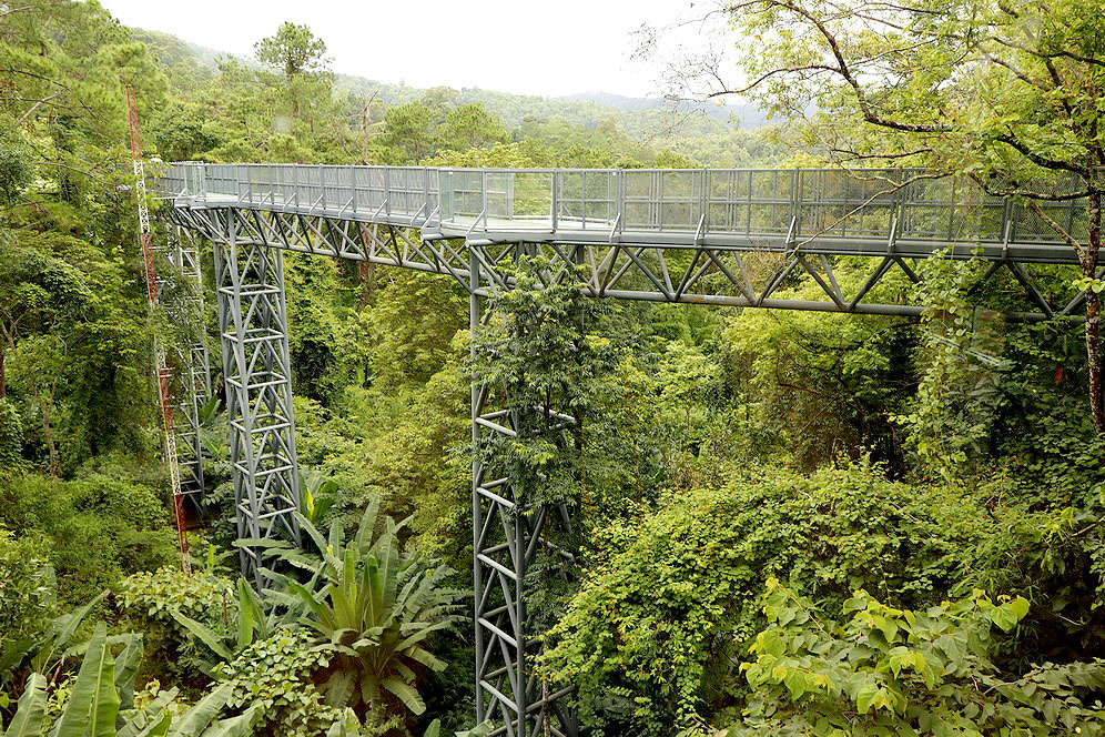 canopy_walk.jpg (462398 bytes)