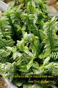 Euphorbia tithymaloides ssp. smallii_resize.jpg (40625 bytes)
