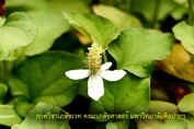 Houttuynia cordata_resize.jpg (35592 bytes)