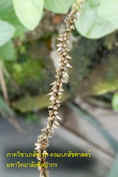 Plantago major_resize.jpg (29460 bytes)