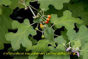 Solanum procumbens_resize.jpg (36590 bytes)