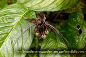 Tacca chantrieri_resize.jpg (39573 bytes)