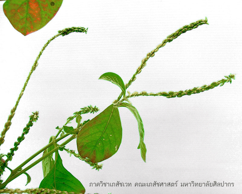 achyranthes_aspera-4.JPG (132144 bytes)