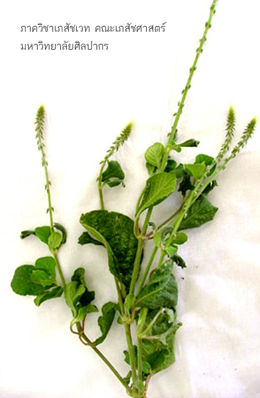 achyranthes_aspera-6.jpg (83299 bytes)