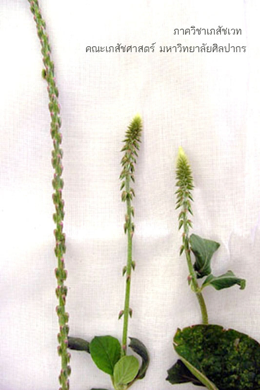 achyranthes_aspera-7.jpg (84794 bytes)
