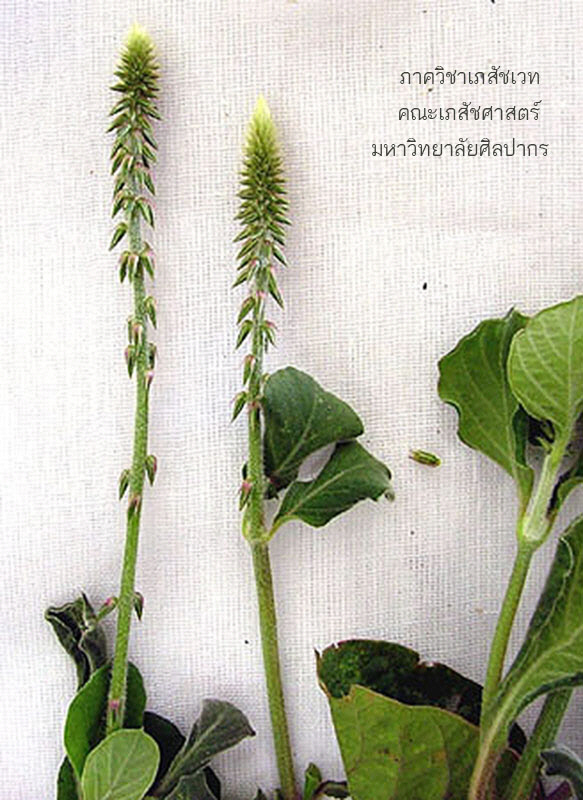 achyranthes_aspera-8.jpg (139917 bytes)