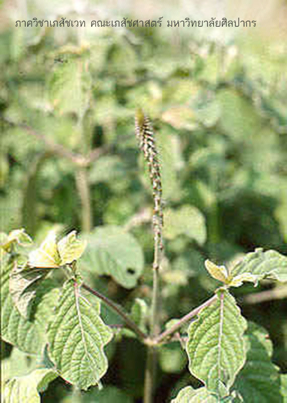 achyranthes_aspera-9.jpg (112405 bytes)