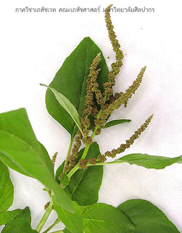 amaranthus_viridis-2.jpg (119773 bytes)