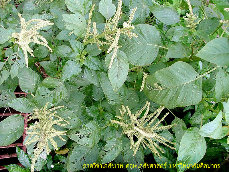 amaranthus_viridis-3.JPG (265436 bytes)