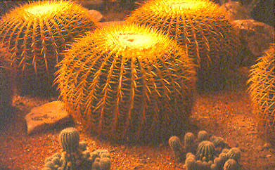 cacta01.jpg (58457 bytes)
