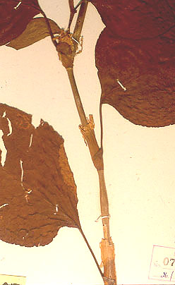 polygo01.jpg (30830 bytes)