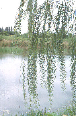 salica02.jpg (66099 bytes)