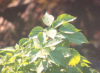 urtica01.jpg (42849 bytes)