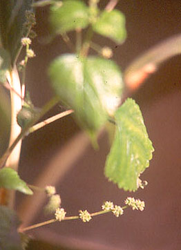 urtica02.jpg (27595 bytes)