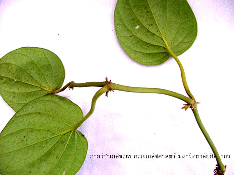 betel-1.jpg (90859 bytes)