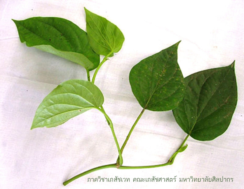 betel-2.jpg (94362 bytes)