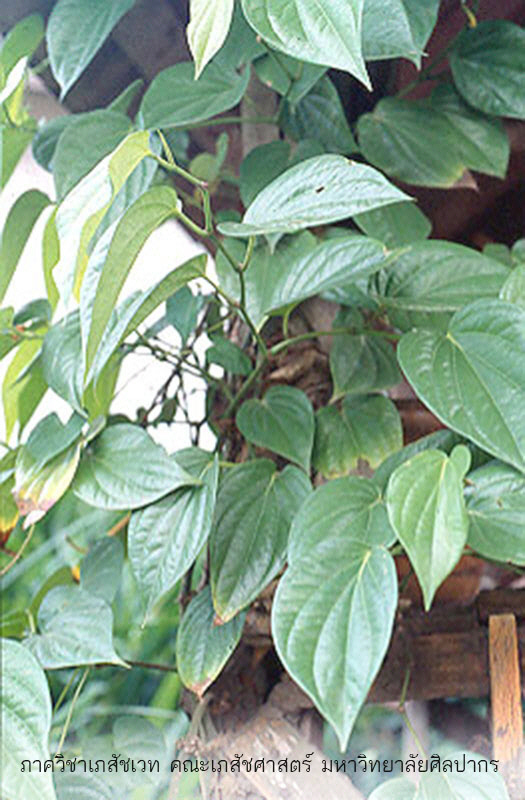 betel-3.jpg (131988 bytes)