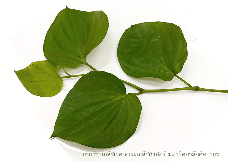 betel-5.jpg (69788 bytes)