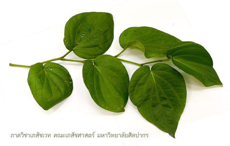 betel-6.jpg (60436 bytes)
