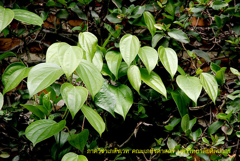 betel-7.jpg (205626 bytes)