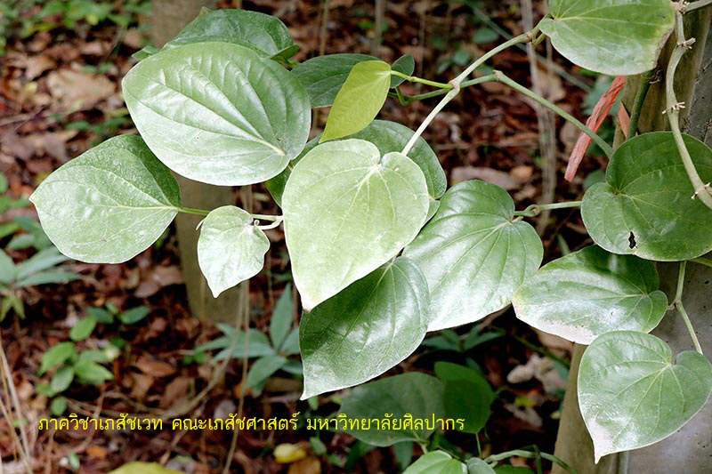 betel-9.jpg (131051 bytes)