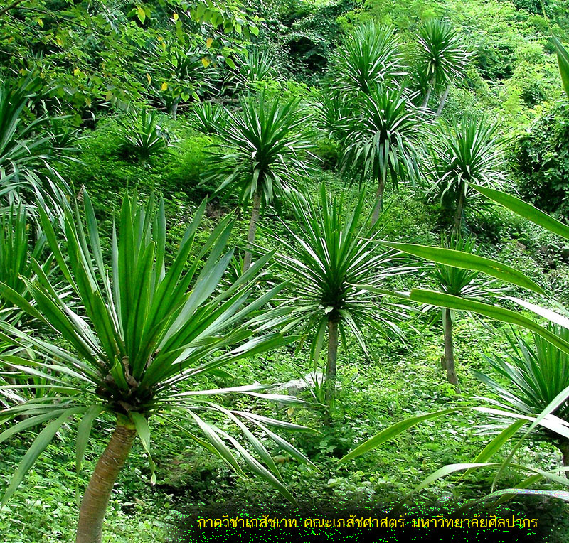 dracena-1.jpg (433396 bytes)
