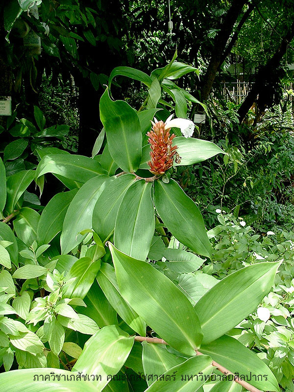 costus-3.jpg (246079 bytes)