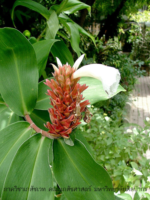costus-4.jpg (189117 bytes)