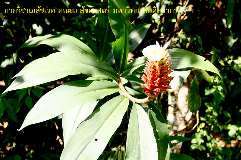 costus-5.jpg (177160 bytes)