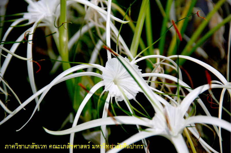 hymenocallis-2.jpg (141914 bytes)