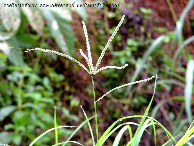 Digitaria-1.JPG (158614 bytes)