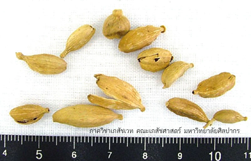 cardamom-1.jpg (96817 bytes)