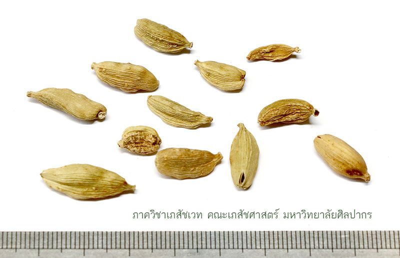 cardamom-2.jpg (83016 bytes)