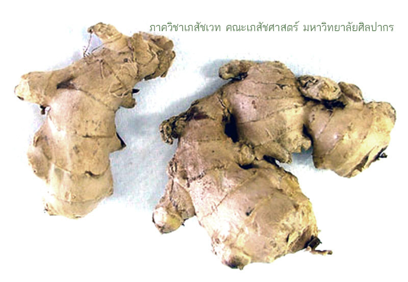 ginger-1.jpg (93966 bytes)