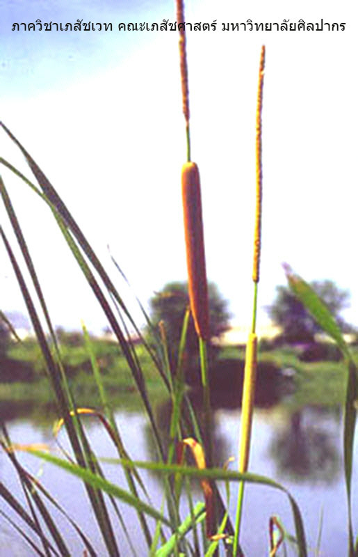 typha-1.jpg (88450 bytes)