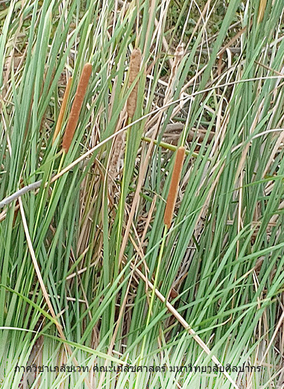 typha-3.jpg (248968 bytes)