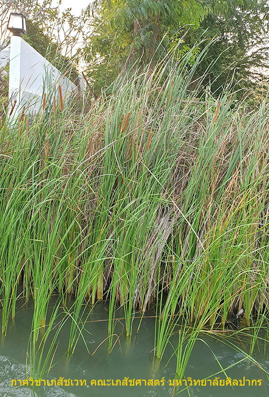 typha-4.jpg (281497 bytes)