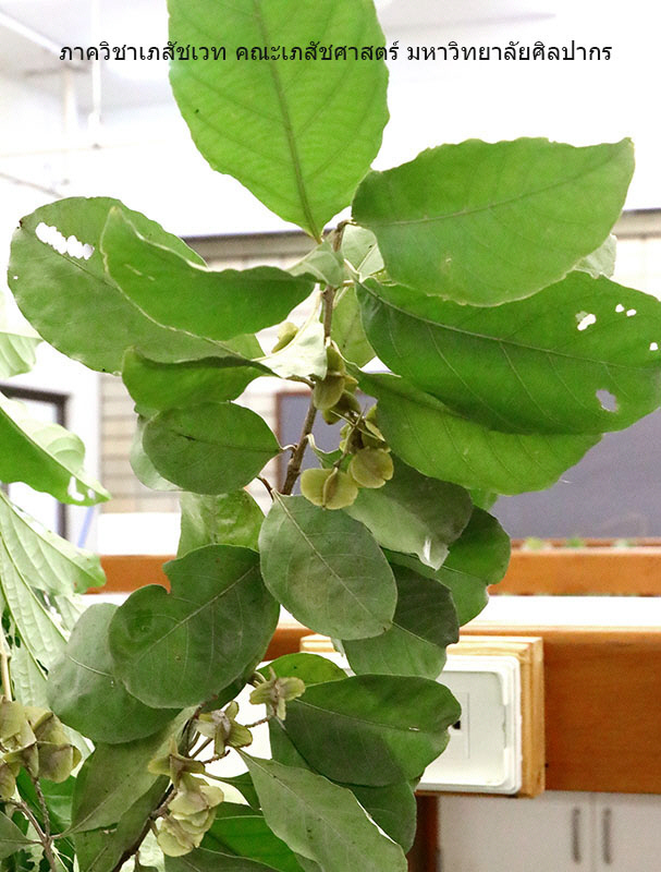 combretum-2.JPG (138375 bytes)