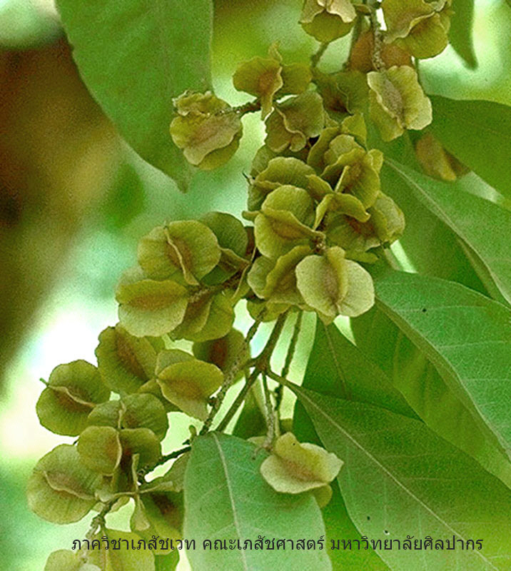 combretum-3.jpg (176133 bytes)
