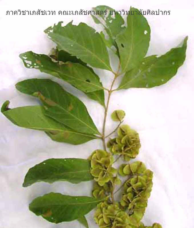 combretum-4.jpg (57346 bytes)