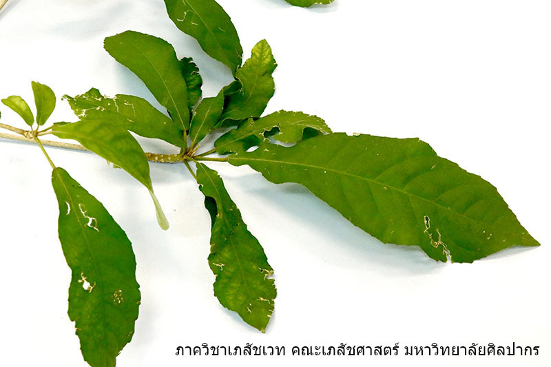 Croton_stellatopilosus-1.JPG (95210 bytes)