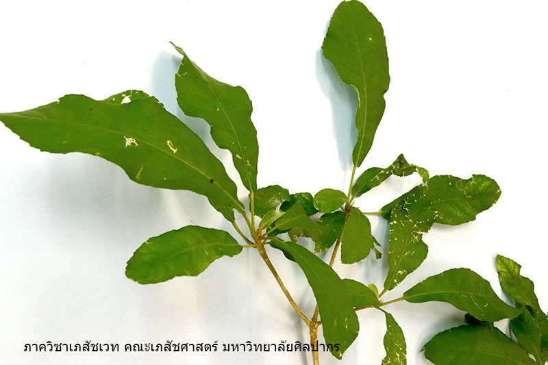 Croton_stellatopilosus-2.JPG (96197 bytes)