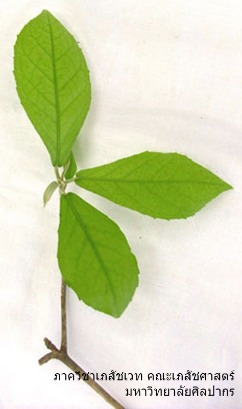 Croton_stellatopilosus-3.jpg (61617 bytes)
