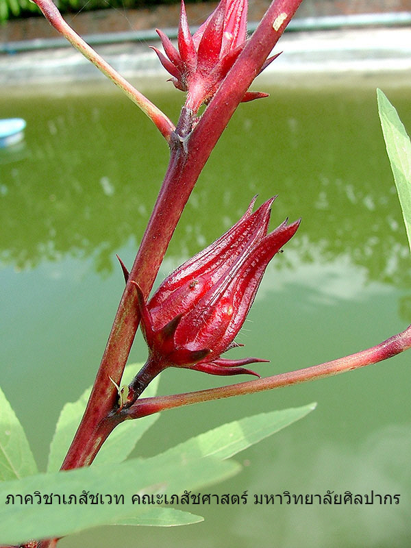 roselle-06.jpg (140894 bytes)